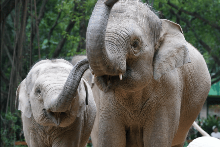 Guangzhou: Chimelong Safari Park Entry with Private Transfer Shenzhen | Private Transfer + Chimelong Safari Park Ticket
