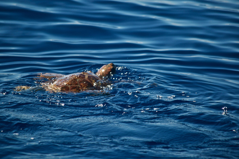 avistamento de cetáceos