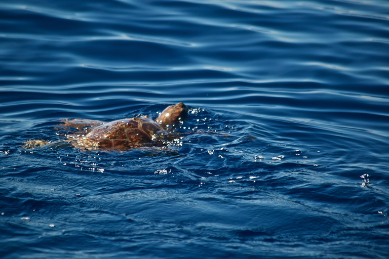 avistamento de cetáceos