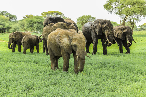 2 dagars safari i Tarangire och Ngorongorokratern