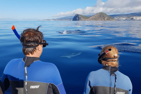Terceira Island: Swimming with Dolphins + Snorkeling Private Pack | Small Boat 8 pax