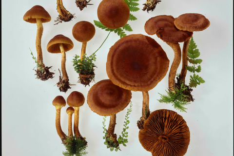 ETH Zurich Tour: Trace Search