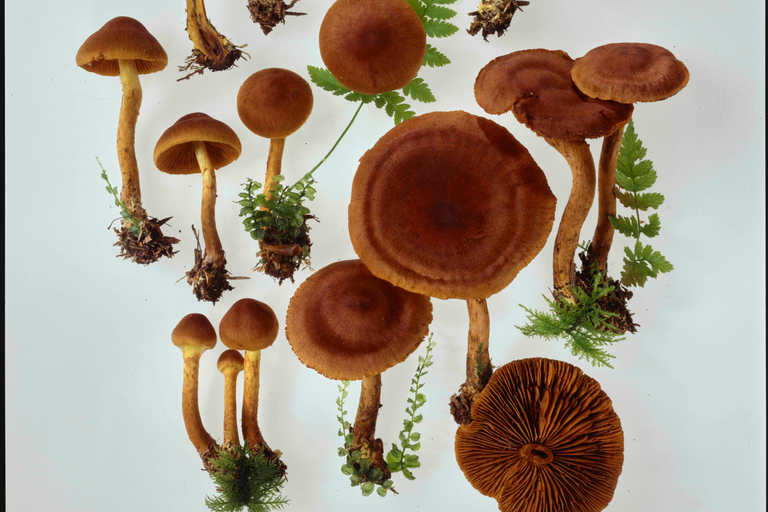 ETH Zurich Tour: Trace Search