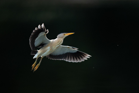 Vienna: Urban Birding – Guided bird watching tour in the big city!