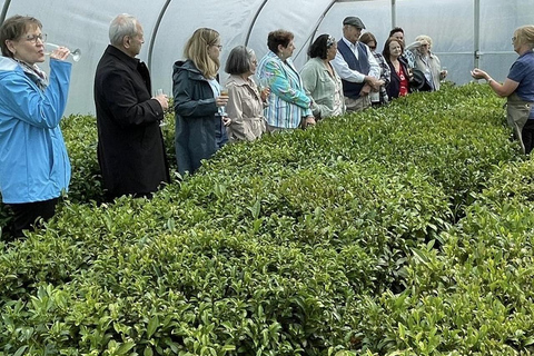 South Lanarkshire: Tea Tour with Tasting and Afternoon Tea