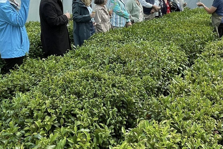 South Lanarkshire: Tea Tour with Tasting and Afternoon Tea