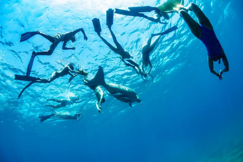 Marsa Mubarak Sea Turtles Trip with Optional Diving with 1 Intro-dives, Snorkelling, Lunch