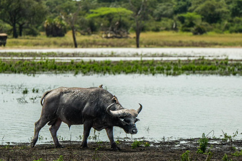 Vanuit Zanzibar: Selous G.R. safari met overnachting en vluchtengedeelde safari