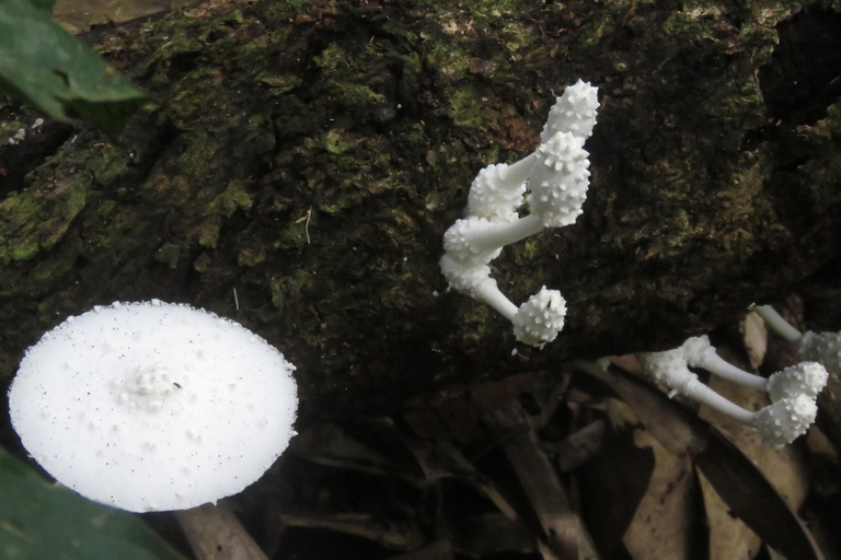 Puerto Maldonado: Tambopata Lago Sandoval 4-day expedition Puerto Maldonado: Tambopata Lago Sandoval 4-day expedition (best tour)