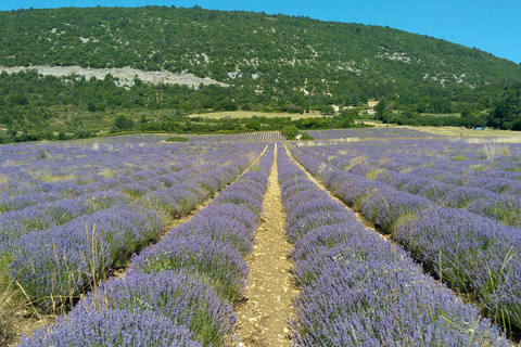 au départ Avignon:lavender tour festival de lavande 15 aout