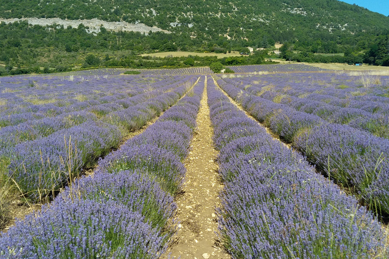 vanaf Avignon: halfdaagse lavendeltourvanuit Avignon: halfdaagse lavendeltour