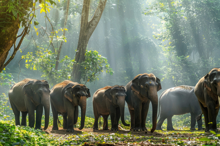 Safari no Habarana Eco Park com jipe e taxa de entrada