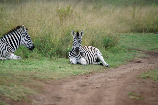 Visit 2 days Tanzania private safari- tarangire and Ngorongoro in Arusha, Tanzania
