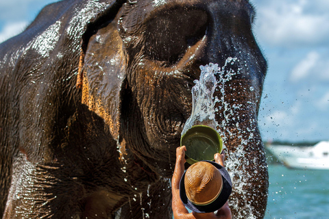 Phuket: Half‑Day Elephant Care Experience Including Lunch