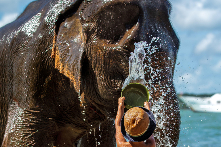 Phuket: Half‑Day Elephant Care Experience Including Lunch