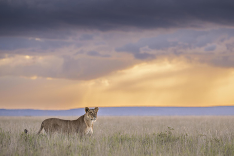 Nairobi: 9 giorni di safari e vacanze in spiaggia con alloggio