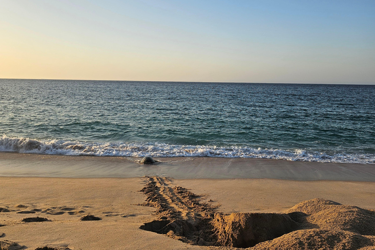 Oman: 8-Day Adventure Muscat, Wahiba Desert & Jebel Akhdar Oman: 8-Day Private Adventure