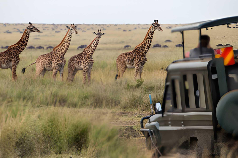 2 days safari Tarangire &Ngorongoro crater (private/joining) 2 days safari Tarangire &Ngorongoro crater (joining-camping)