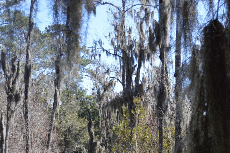 A Day at Magnolia Plantation