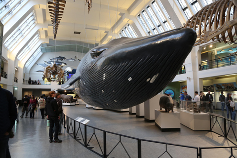 London: Natural History Museum Express Tour & Audio App