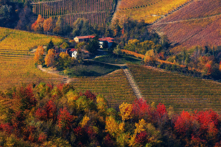 Z Mediolanu: Degustacja wina Barolo, zwiedzanie Alby i wizyta w zamku