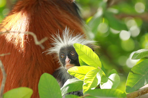 Zanzibar: Jozani Forest for red colubus monkeys visit