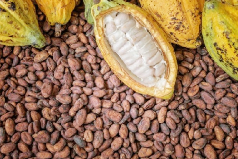 Tournée du cacaoTOUR DE COCOA