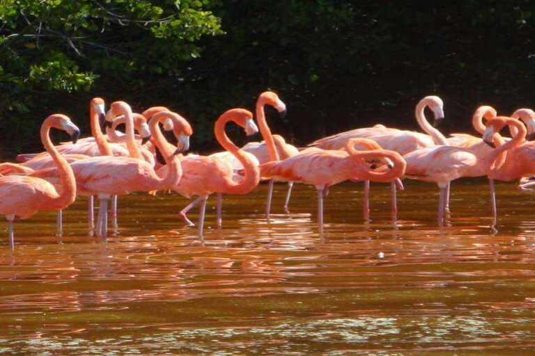 Jukatan: Las Coloradas Pink Lake i Rio Lagartos Tour z lunchem