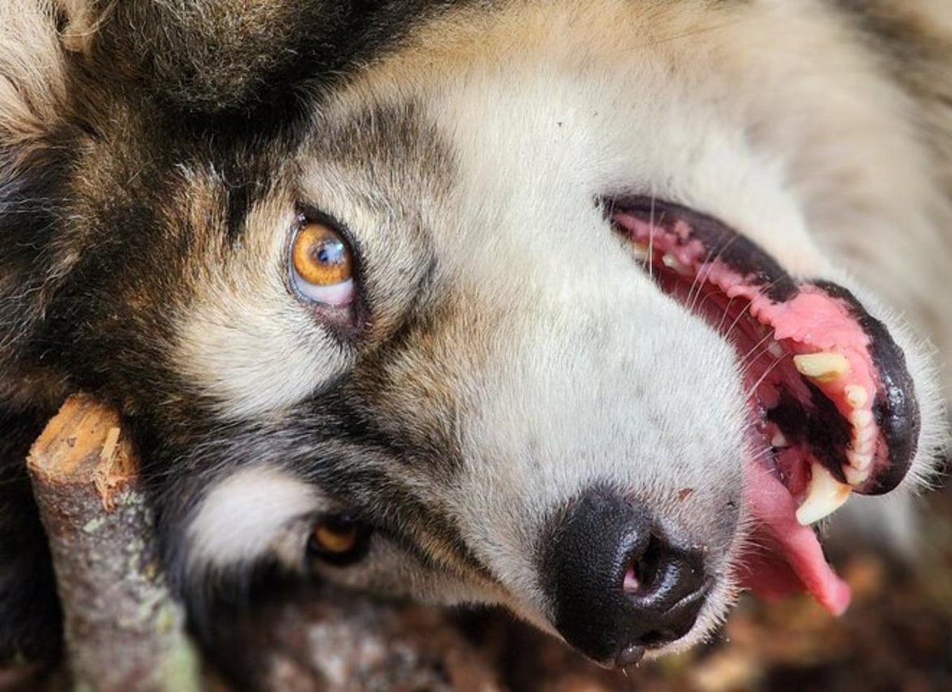 Fairbanks: Alaskas sommerslædehundeeventyr