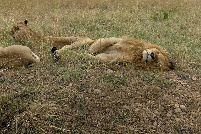 أروشا: نزهة على الأقدام في كليمنجارو وتارانجير ونجورونجورو لمدة 3 أيام