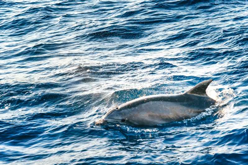 Port d'Alcudia: Zonsopgang op zee & dolfijnen kijken per boot
