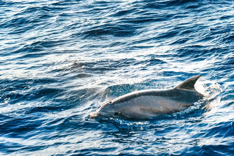 Port d'Alcudia: Sunrise at Sea & Dolphin Watching Boat Tour