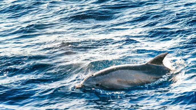 Alcudia: tour de avistamiento de delfines y amanecer en el mar