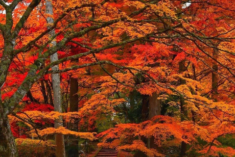 Nikko: Kegon Falls, Chuzenji, Shinkyo Bridge, Toshogu Temple In Luxury Velfire Nikko Private Customized Tour