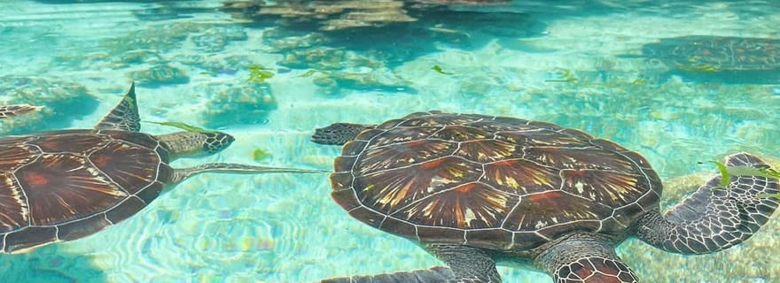 Zanzibar : tortues marines de l'aquarium de la grotte de Salaam