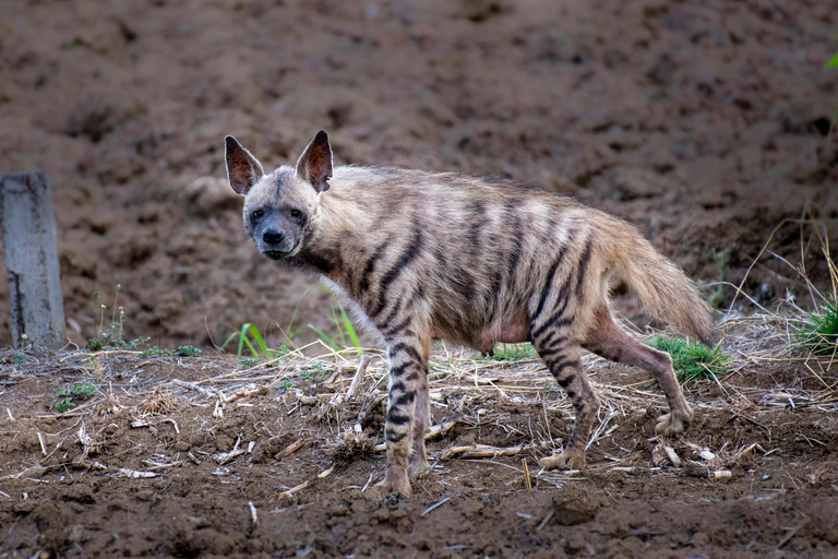 From Jaipur: Sariska National Park Day Tour with Jeep Safari