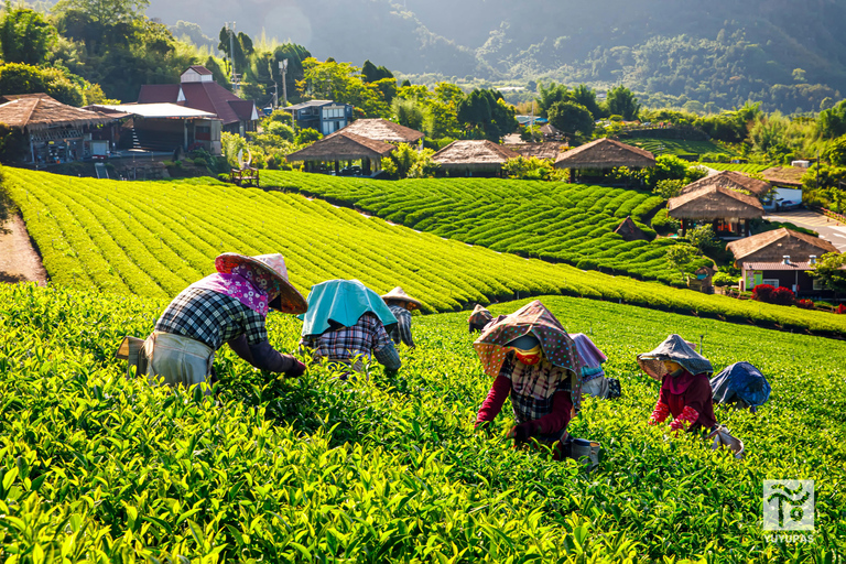 From Taichung/Kaohsiung/Chiayi/Alishan: Alishan Hidden Gems Join-in Tour (Start & End in Chiayi)
