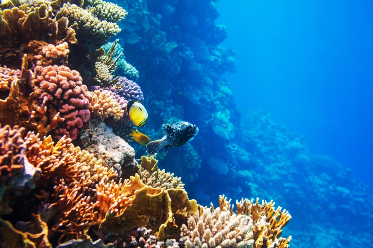 Baie de Makadi : Plongée en apnée, plongée sous-marine, parachute ascensionnel et île d'Orange avec déjeuner