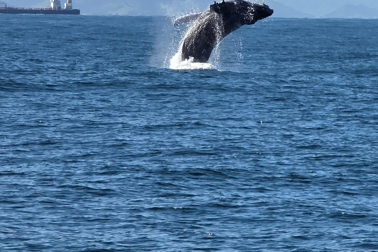 Exclusive Whale Watching Tour in Rio de Janeiro