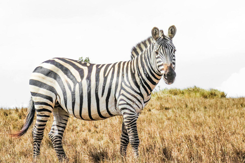 Serengeti: Safari da Grande Migração de 7 dias com voos