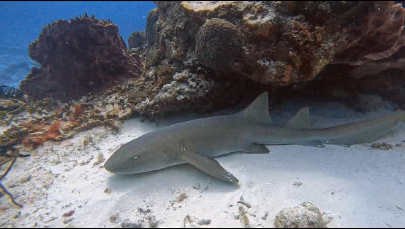 Cozumel Scuba Diving: 2 Tanks in the National Park for certified divers ...