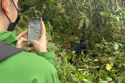 3-tägiges Kongo (DRC) Tiefland-Gorilla-Tracking ab Ruanda