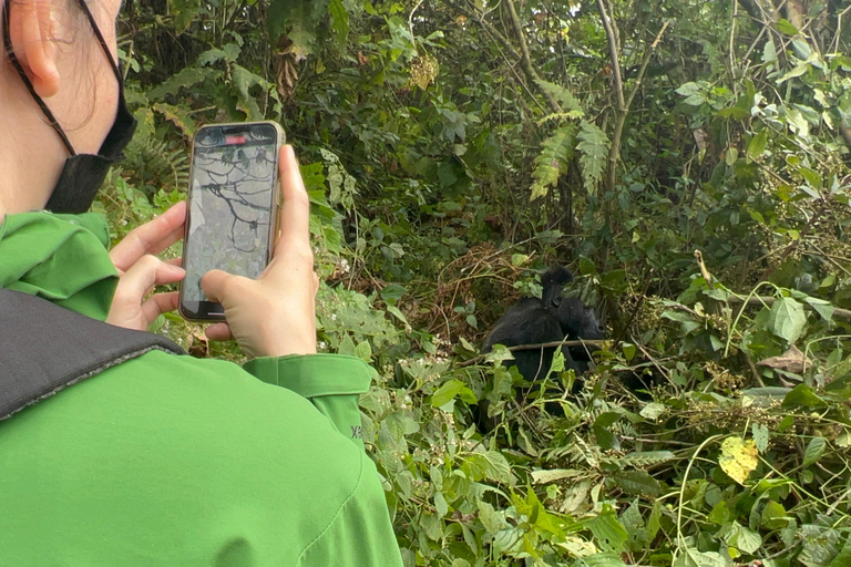 3-Day Congo (DRC) Lowland Gorilla Tracking from Rwanda English