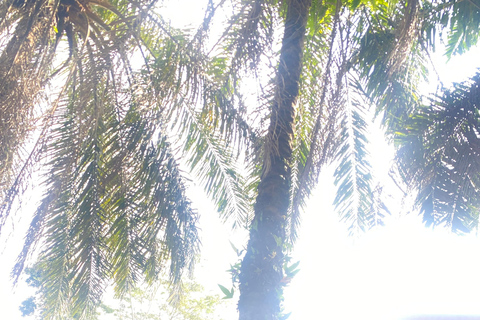Kakum National Park & Elimina & Cape Coast Castle Day Tour