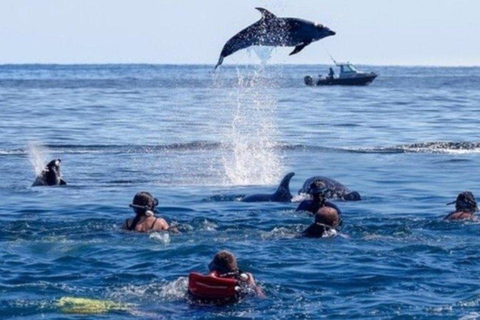 Ab Stone Town: Mnemba-Delfine und Schnorcheln mit Mittagessen