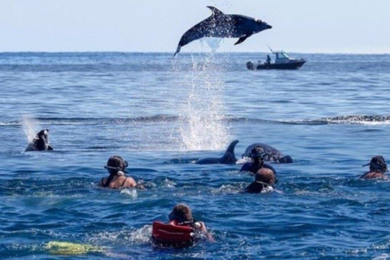 Ab Stone Town: Mnemba-Delfine und Schnorcheln mit Mittagessen