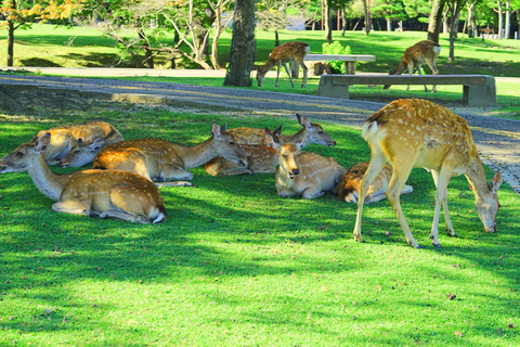 Osaka: Nara, Uji Matcha Experience y tour de día completo por los onsen