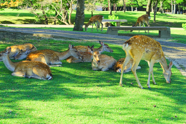 Osaka: Nara, Uji Matcha Experience y tour de día completo por los onsen