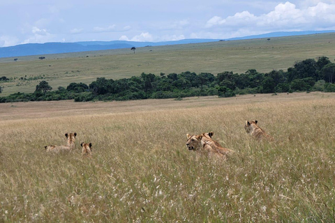 Tour di gruppo di 3 giorni nel Masai Mara