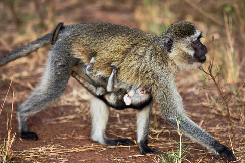 Akagera Wildlife Photography Safari: Big Five & Boat Cruise